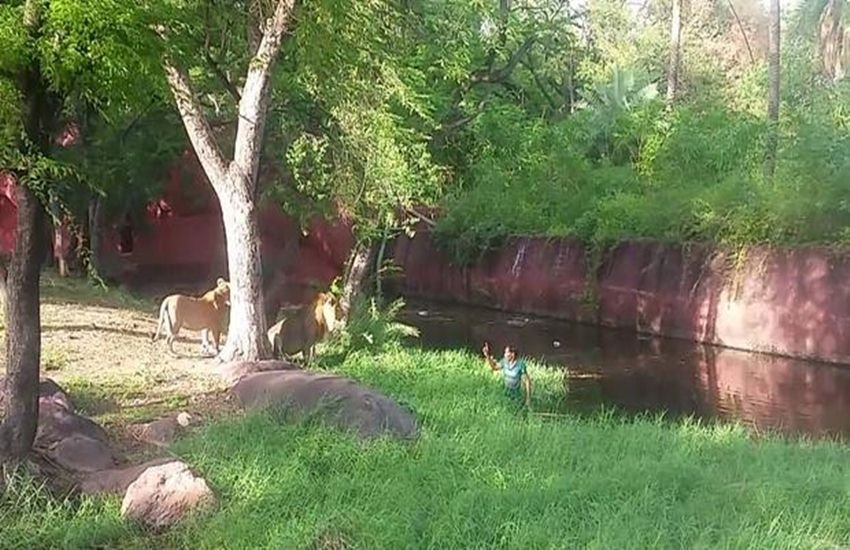 Hydrabad,Lioness,Nehru zoological park, हैदराबाद,शेरनी,नेहरू जैविक उद्यान,