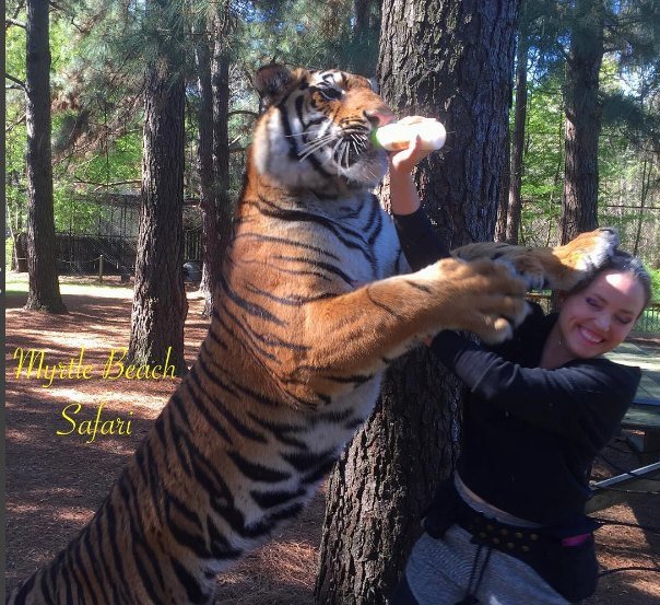 moksha bybee, "King,swimmers,How,orangutan,Suryia,loves,summer,dip,trainer, moksha bybee, liger expert moksha bybee, iger-expert-moksha-bybee photos, latest photos of iger-expert-moksha-bybee