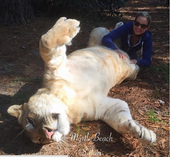 moksha bybee, "King,swimmers,How,orangutan,Suryia,loves,summer,dip,trainer, moksha bybee, liger expert moksha bybee, iger-expert-moksha-bybee photos, latest photos of iger-expert-moksha-bybee