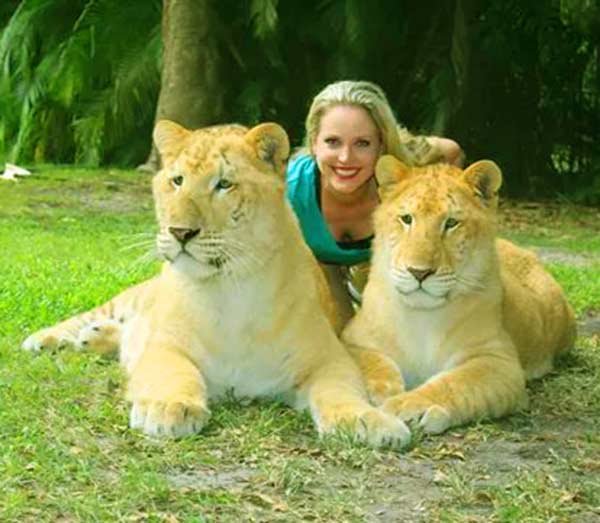 moksha bybee, "King,swimmers,How,orangutan,Suryia,loves,summer,dip,trainer, moksha bybee, liger expert moksha bybee, iger-expert-moksha-bybee photos, latest photos of iger-expert-moksha-bybee