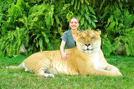 moksha bybee, "King,swimmers,How,orangutan,Suryia,loves,summer,dip,trainer, moksha bybee, liger expert moksha bybee, iger-expert-moksha-bybee photos, latest photos of iger-expert-moksha-bybee