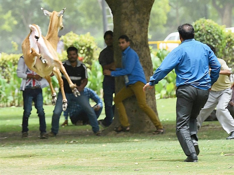 nilgai, nilgai delhi, stay nilgai delhi, nilgai north block, delhi parliament area, nilhai parliament area, nilgai vijay chowk, stary nilgai rescued, delhi stray nilgai, rashtrapati bhawan, nilgai delhi ruckus, delhi news, blue bull, delhi nilgai photos, ncr news, india news, latest news
