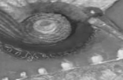 कविताएं : रंग मिस्त्री