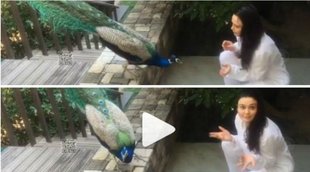 Gene Goodenough, Preity Zinta, Preity Zinta at Rishikesh, Preity Zinta feeding a peackock, Preity Zinta husband,