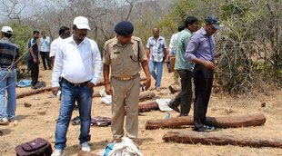 red sanders smuggling, air hostess smuggling case, smuggling air hostess, red saanders smugglers, chittoor smugglers, chittoor, markondan lakshman, lakshman dange, tamang smuggler, red sanders smuggler, Sangeeta Chatterjee, red sanders smuggling case latest, india news