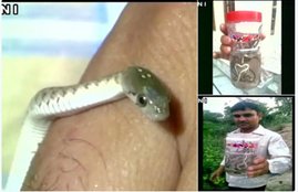 Twitter,Tweets,Twitts,latest stories, cobra snake, cobra found in hariyana, hariyana news, hariyana latest news
