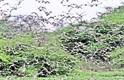 लघुवृत्तांतः परिंदों का पानी- सुरेश्वर त्रिपाठी