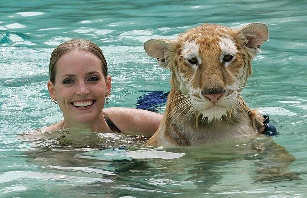 moksha bybee, "King,swimmers,How,orangutan,Suryia,loves,summer,dip,trainer, moksha bybee, liger expert moksha bybee, iger-expert-moksha-bybee photos, latest photos of iger-expert-moksha-bybee