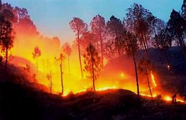 Uttarakhand fire, Uttarakhand Forest fires, fire Uttarakhand forest, Uttarkashi Fire, Uttarkashi Forest Fire