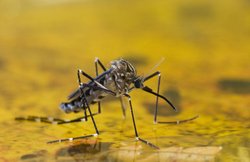 Zika वायरस के बाद अमेरिका में बढ़ रहा है येलो फीवर का कहर