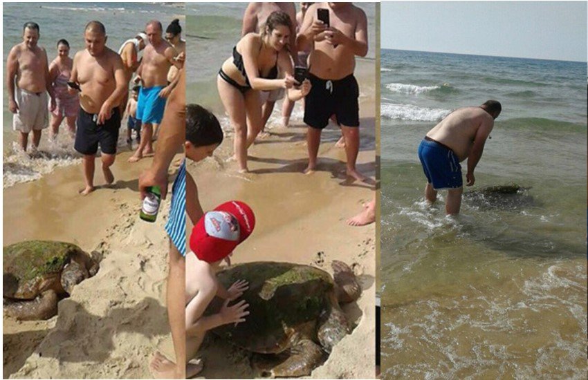 Turtle 1