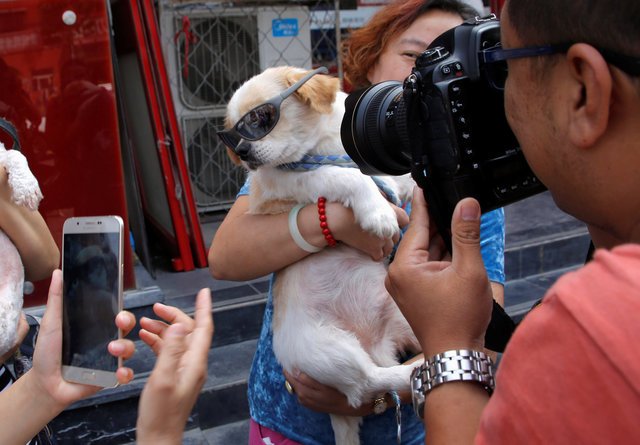china news, dog festival, dog festival China, news, animal rights,China, China dog festival, animal cruelty, dog eating festival, eating dog, dogs, dog, China dog met festival, world news, international news,Yulin festival, latest news, Yulin festival china, Yulin dog festival, yuling dog meat festival china