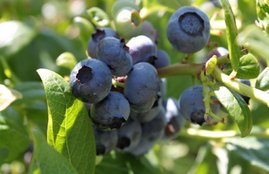 Eat Blueberry, Blueberry Benefits, Blueberry Health, Blueberry help Memory, Health News