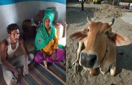cattle smuggling, cow smuggling, anti cow-slaughter campaign, Multanpura
