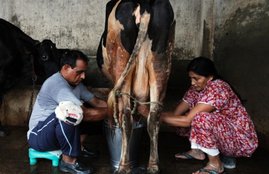 punjab Govt, Cow shelter, Punjab Cow, Punjab Cow Shelter, Cow in Punjab, Punjab News, Punjab latest news, Punjab Cow news