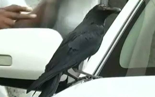 Car, Crow on CM car, Karnataka CM, Superstition, Viral Video, Fortuner, Toyota Fortuner, SUV, Shani, Transport Ministry