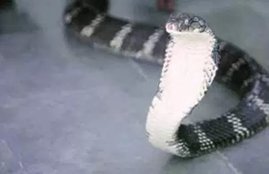 cobra, jnu, delhi news, research center