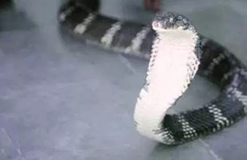 cobra, jnu, delhi news, research center