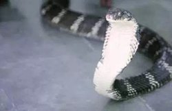 सोते हुए शख्स के मुंह में गिरा सांप, नींद में चबा गया सिर