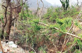 forest, jungle, nature, global warming, effects, human life nature