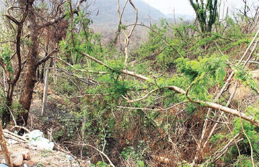 forest, jungle, nature, global warming, effects, human life nature