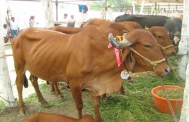 Cow, Cow Urine, Gold in Cow Urine Cow Urine Medicinal Properties, Gir Cows, Junagadh Agricultural University