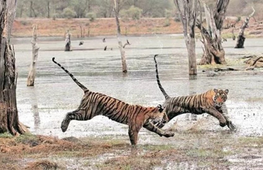 tiger, tigress killed, soopkhar range india, kanha tiger reserve, tiger dead, tiger dead reserve, reserve tiger dead tiger, tigress killed, soopkhar range india, kanha tiger reserve, tiger dead, tiger dead reserve, reserve tiger dead