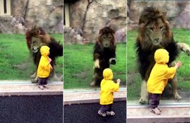 Viral Video, Funny Videos, Lion Videos, Toddler Video,social media,Chiba Zoological Park,Scary Video,CCTV footage,India News