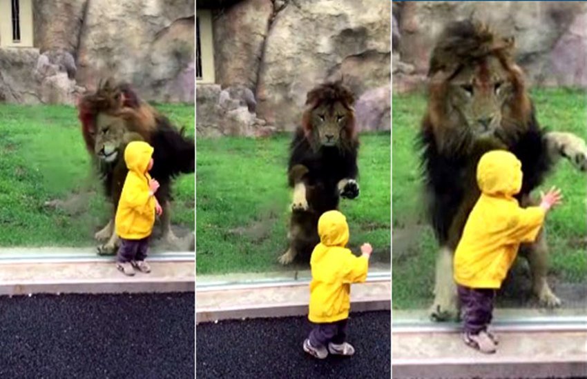 Viral Video, Funny Videos, Lion Videos, Toddler Video,social media,Chiba Zoological Park,Scary Video,CCTV footage,India News