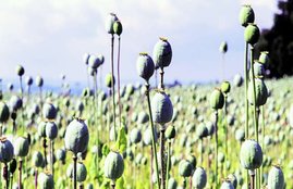 Mexico, Mexico opium, opium agricultuure in Mexico, Mexico Opium, Mexico Opium News