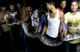 python, python kills a goat, python in West Bengal, West Bengal, Jalpaiguri, West Bengal news, West Bengal