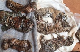 thailand, tiger temple, thailand tiger temple, tiger temple thailand, tigers removed thailand temple, tigers removed tiger temple, thailand wildlife activist, thailand tiger temple evacuation, selfie with tiger thailand tiger temple,thailand tiger temple selfie, selfie with tiger, tiger temple latest, thailand tiger temple latest, thailand news, world news