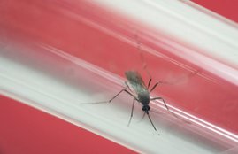 zika virus, latin america, pregnant women, zika virus pregnant women, zika virus pregnancy