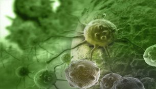 bak, cells, cancer, antibody, apoptosis, &quot, disease, drugs, research, proteins, the, death, activating, work, activated