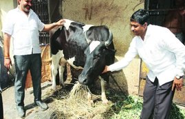 Milk, Milk production, Cows, Milk producer, National Dairy Development Board, Climate Change, Cross-Bred Cows, Heat Stress, Laction Period
