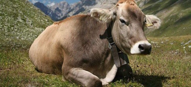 घिसे जोड़ों के वास्ते 3डी प्रिंट पैच तैयार करने के लिए गाय के कार्टिलेज का इस्तेमाल