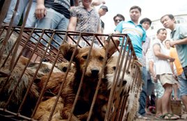 China Dog meat festival, Dog meat festival Yulin, China Ban Dog meat festival, Dog meat festival News, Dog meat festival latest news