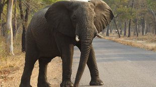 a women was killed by elephant, jharkhand , tribal women, jharkhand news