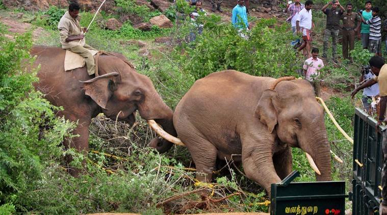 Elephant Coimbatore, elephant dead Coaimbatore, train hit elephant, dead elephant, Marapalam, Madukkarai, Coimbatore, latest wildlife news, latest news, latest Coimbatore news