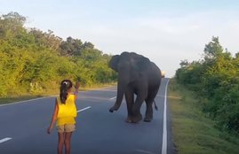 Little Girl, Scares Off, Elephant,Viral Video