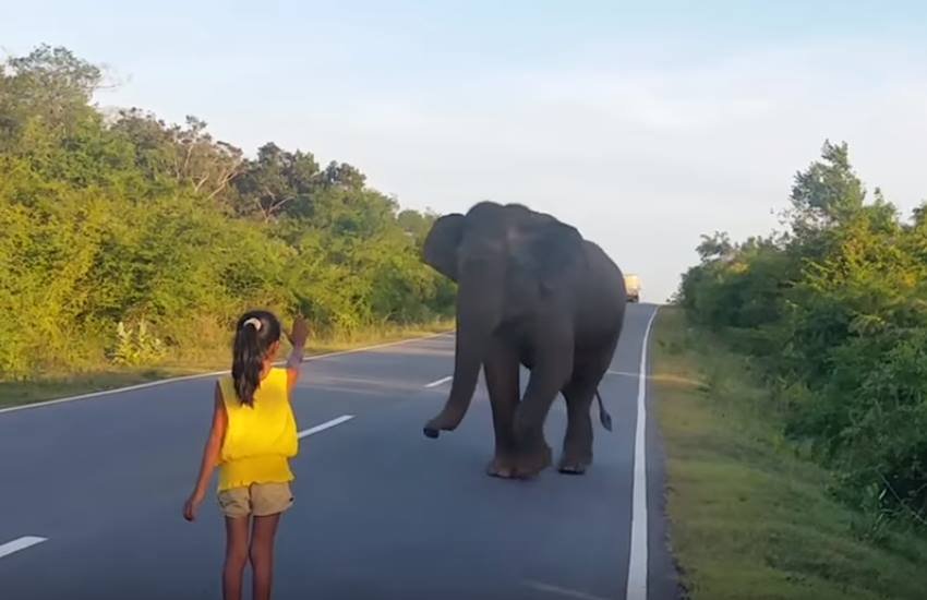 Little Girl, Scares Off, Elephant,Viral Video