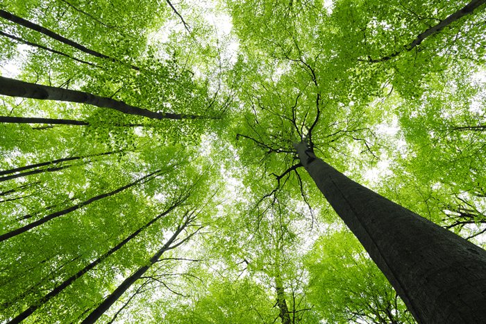 Environmental test, jansatta article, jaansatta editorial