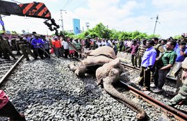 female elephant, died, train accident, coimbatore