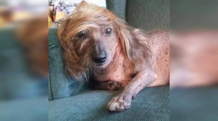 World Ugliest Dog Contest,SweePee, Himisaboo, dog like Donald Trump
