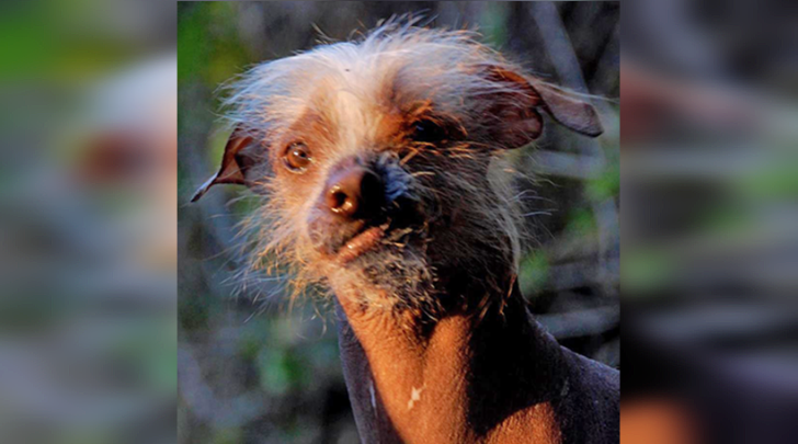 World Ugliest Dog Contest,SweePee, Himisaboo, dog like Donald Trump