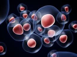 The,stem,cell,therapy,stop,MS,tracks,Doctors,use,chemotherapy,kill,faulty,immune,cells,replace,stem,cells,reset,system"