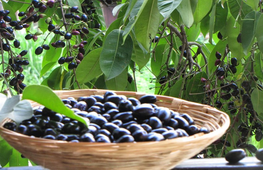 Jamun, BlackBerry