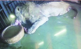 Lion Safari,lion, शेर,लायन सफारी, Cm Akhilesh Yadav