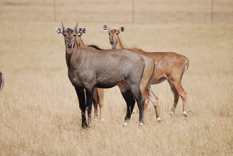 nilgai controversy,Maneka Gandhi on nilgais,ministers war on nilgai,Bihar nilgai killing"