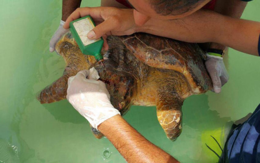 Turtle